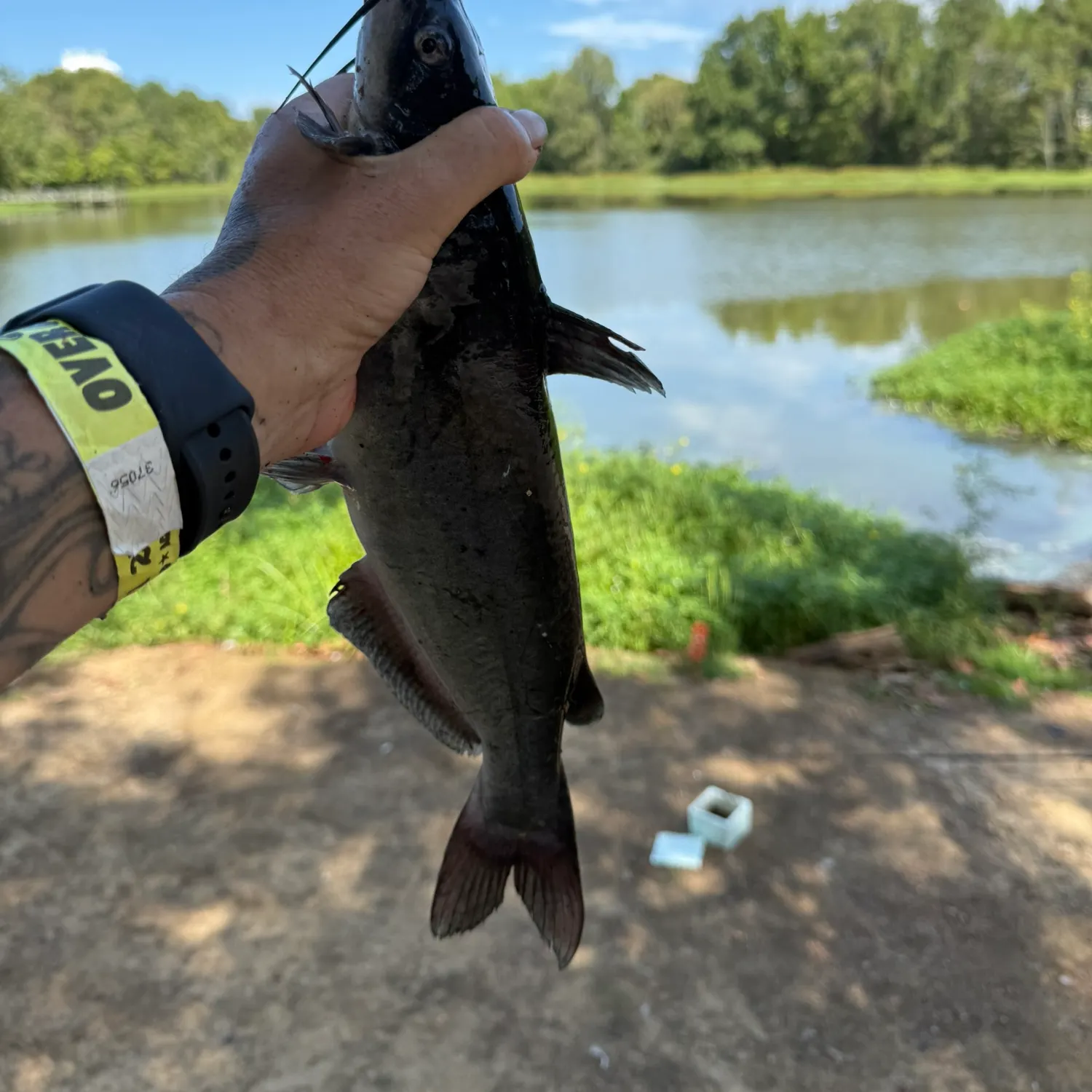 Channel catfish caught on Fishbrain