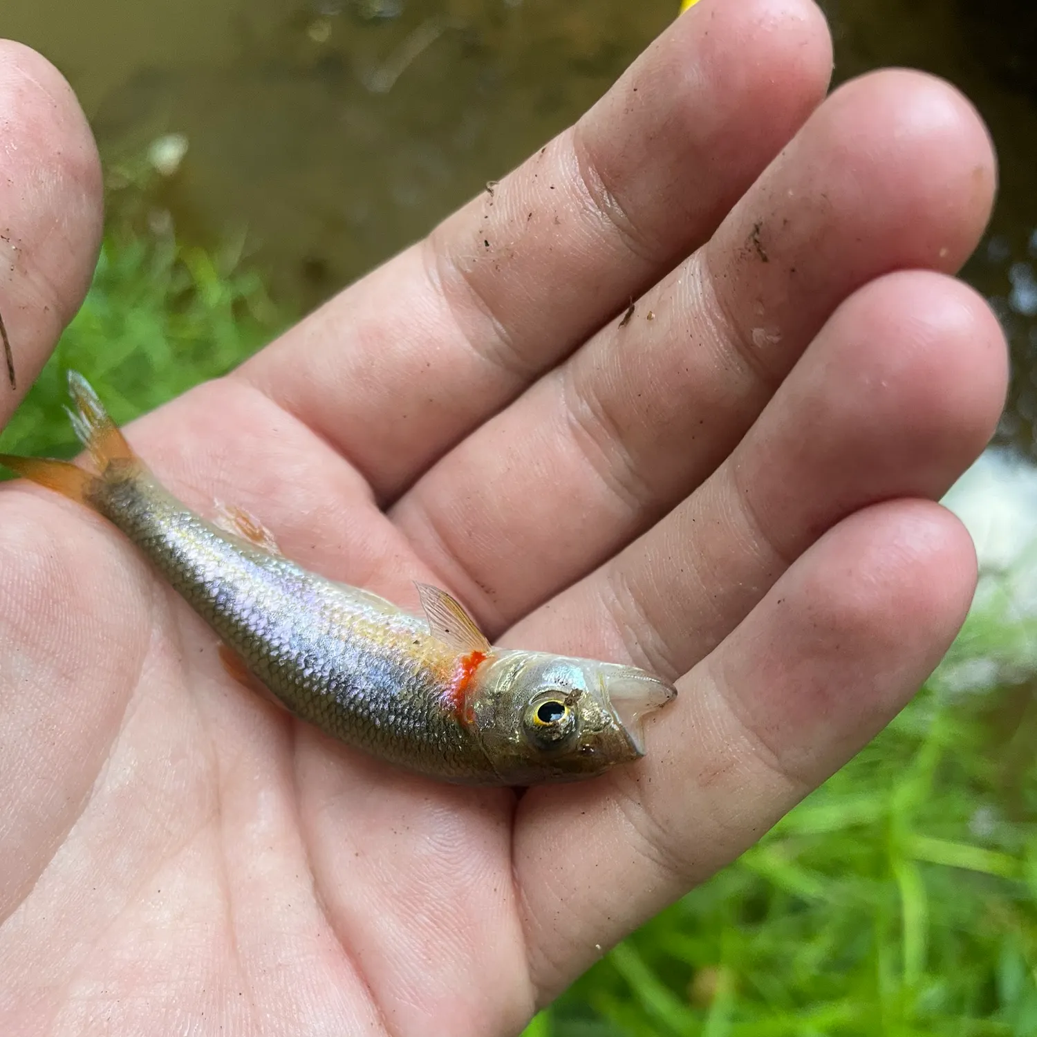 The most recent Warpaint shiner catches on Fishbrain