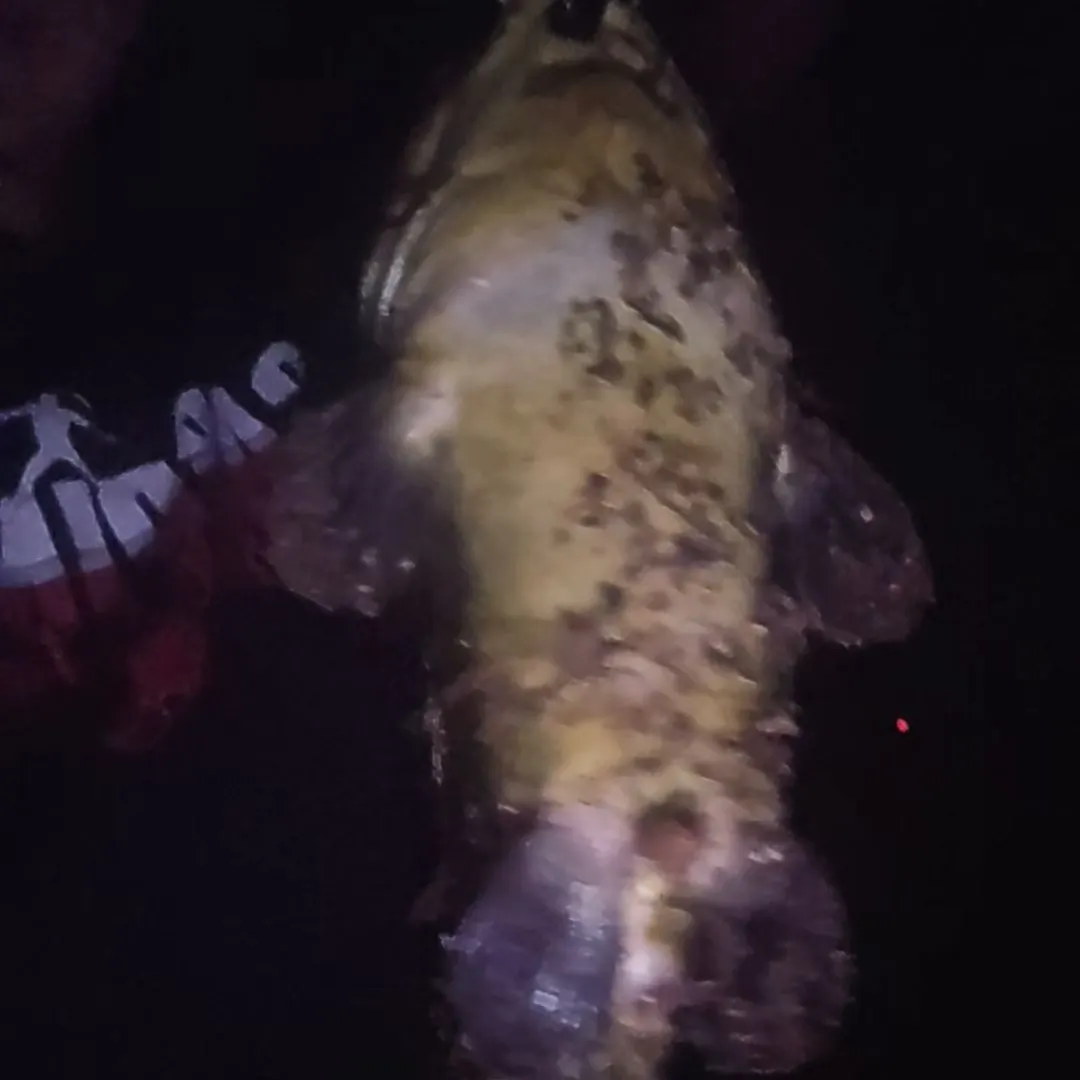 Yellow bullhead caught on Fishbrain
