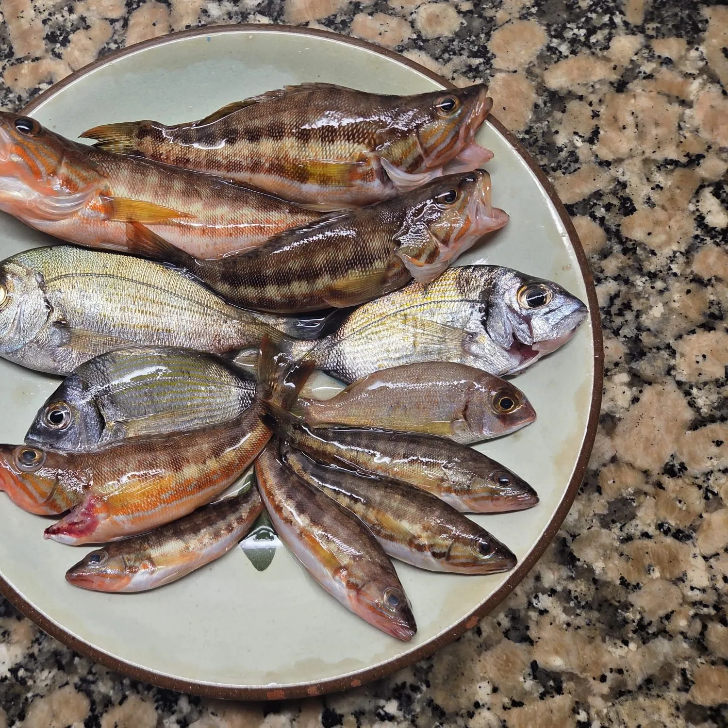 The most recent European garfish catches on Fishbrain