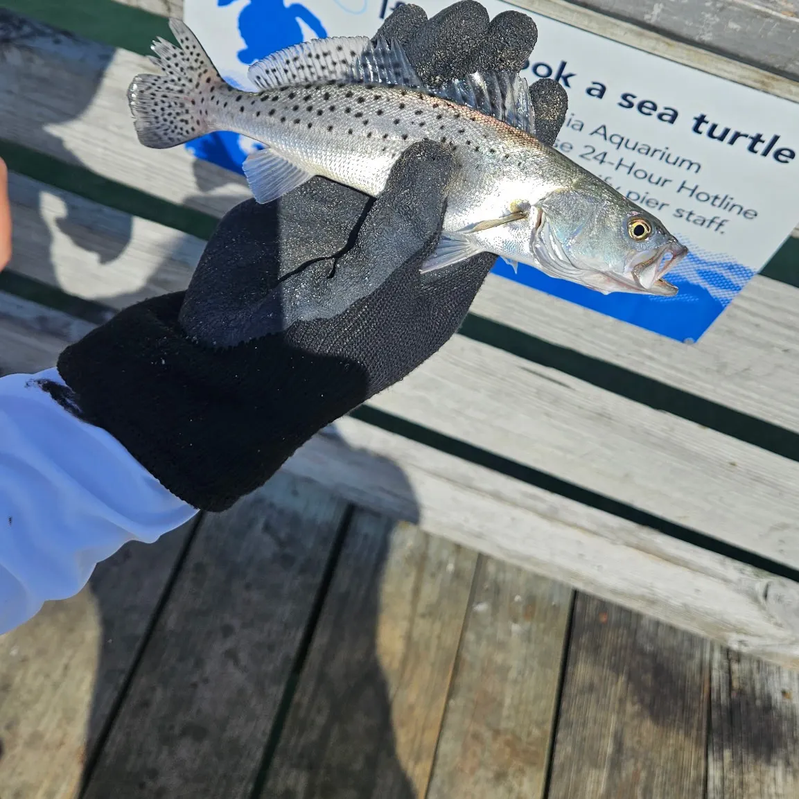 Spotted seatrout caught on Fishbrain