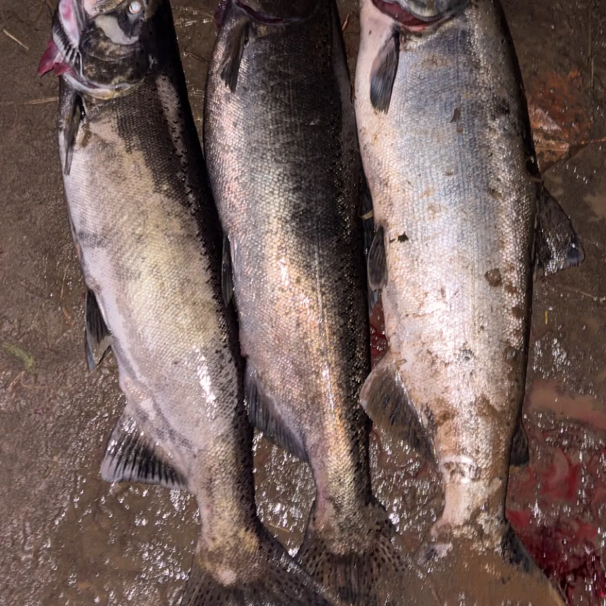 Chinook salmon caught on Fishbrain