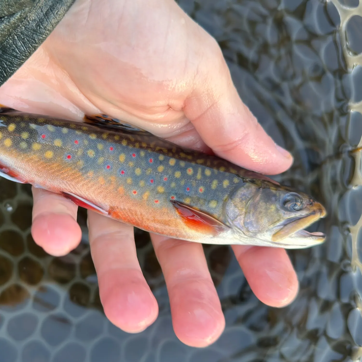 Brook trout caught on Fishbrain