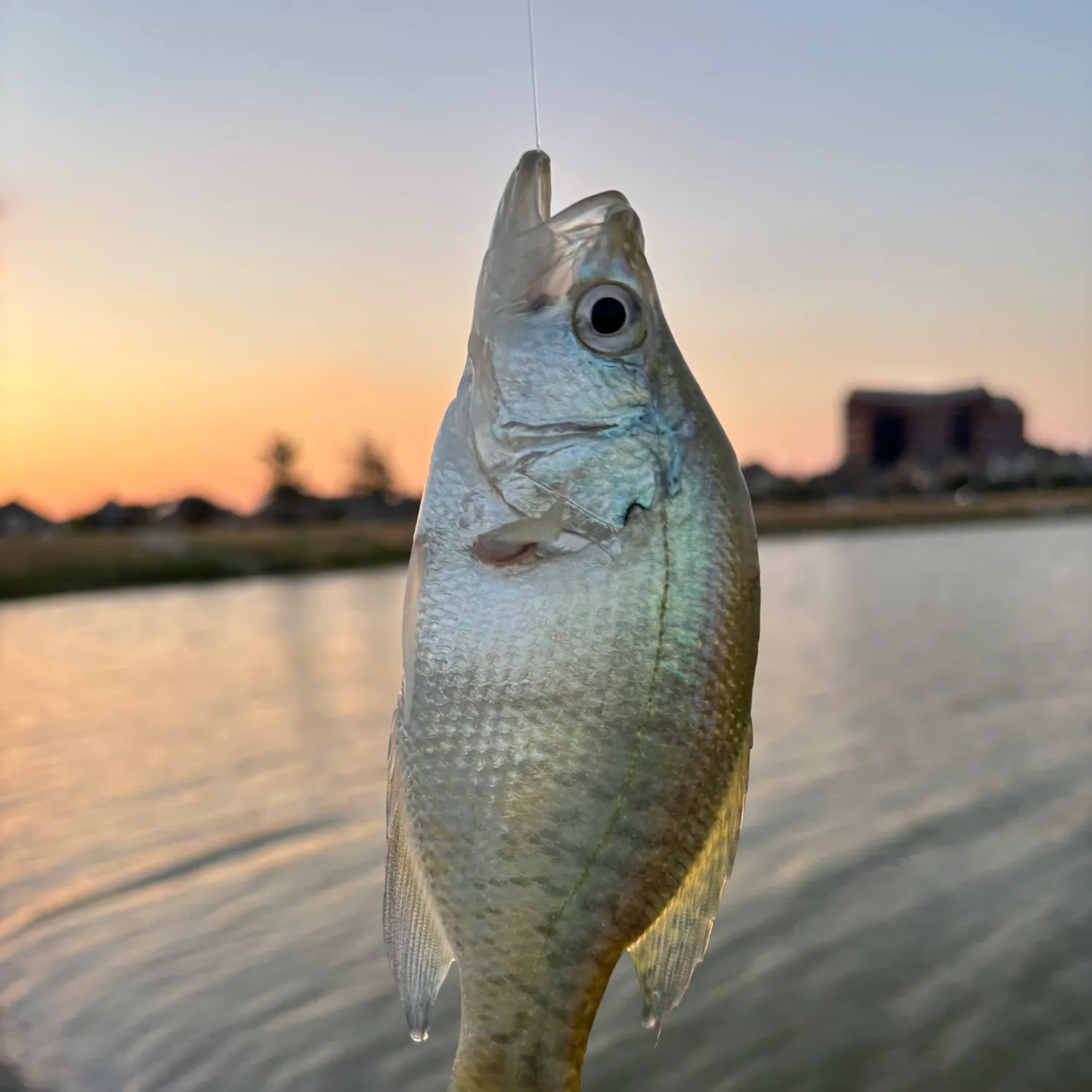 White crappie caught on Fishbrain