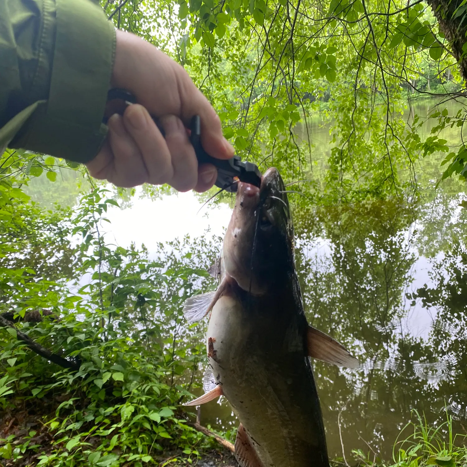 The most recent White bullhead catches on Fishbrain