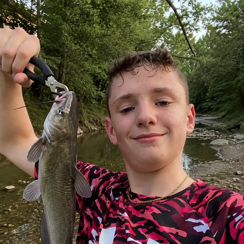 Channel catfish caught on Fishbrain