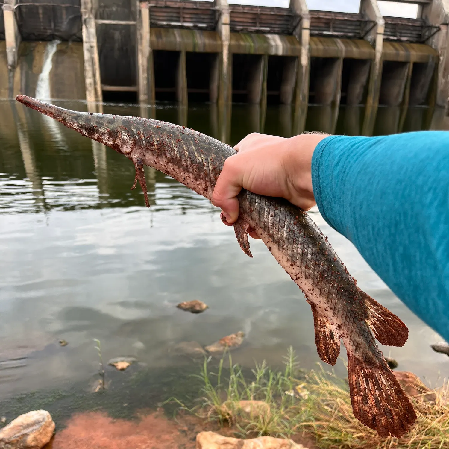 The most recent Spotted gar catches on Fishbrain