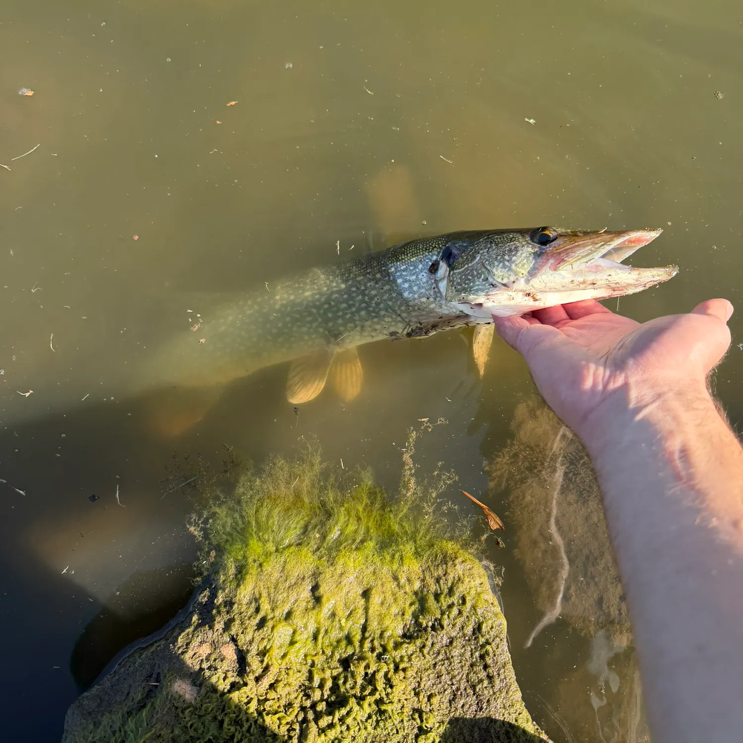 Northern pike caught on Fishbrain