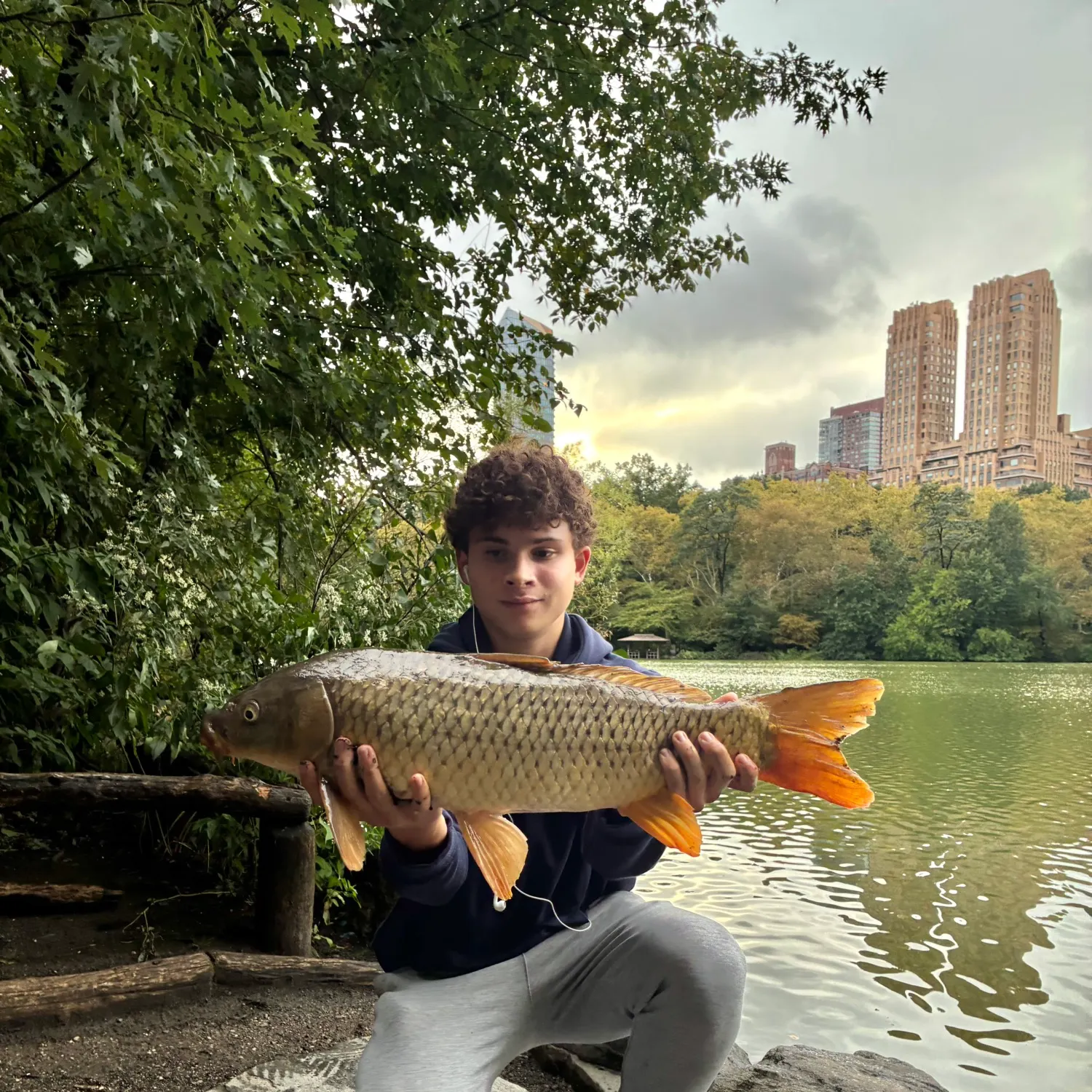 Common carp caught on Fishbrain