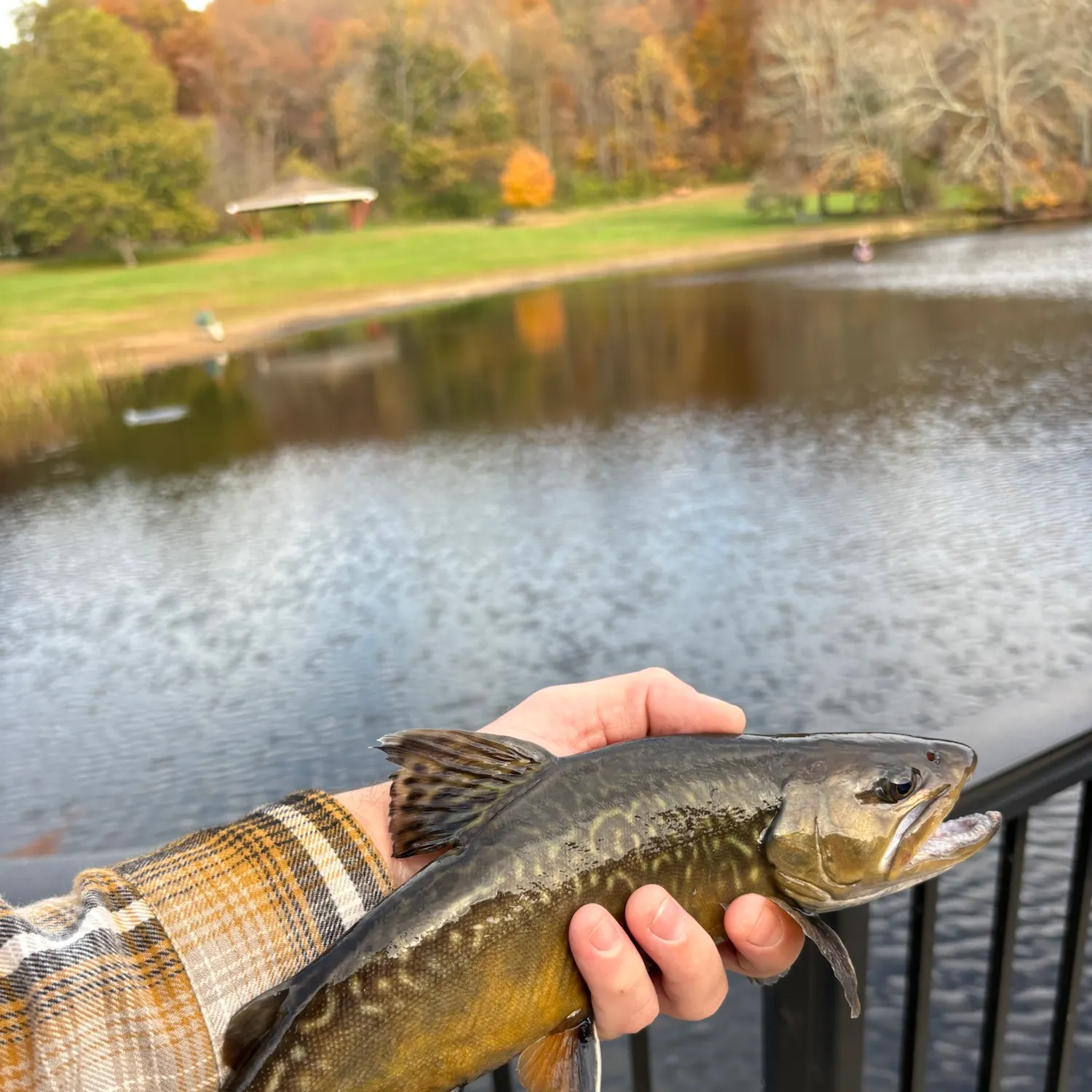 Tiger trout caught on Fishbrain