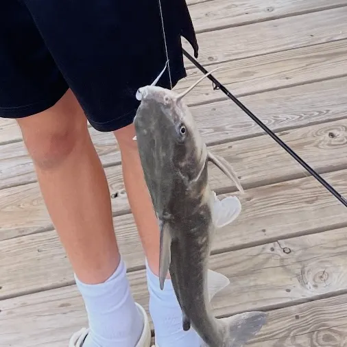 The most recent Hardhead sea catfish catches on Fishbrain