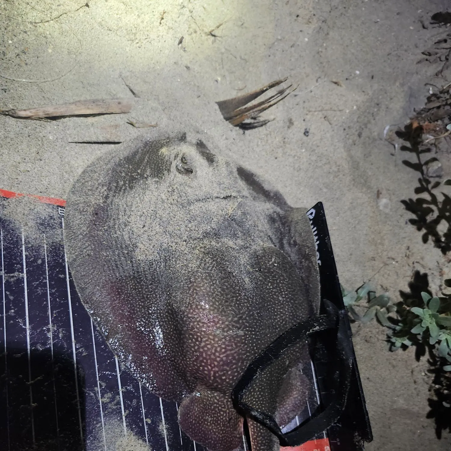 Haller's round ray caught on Fishbrain