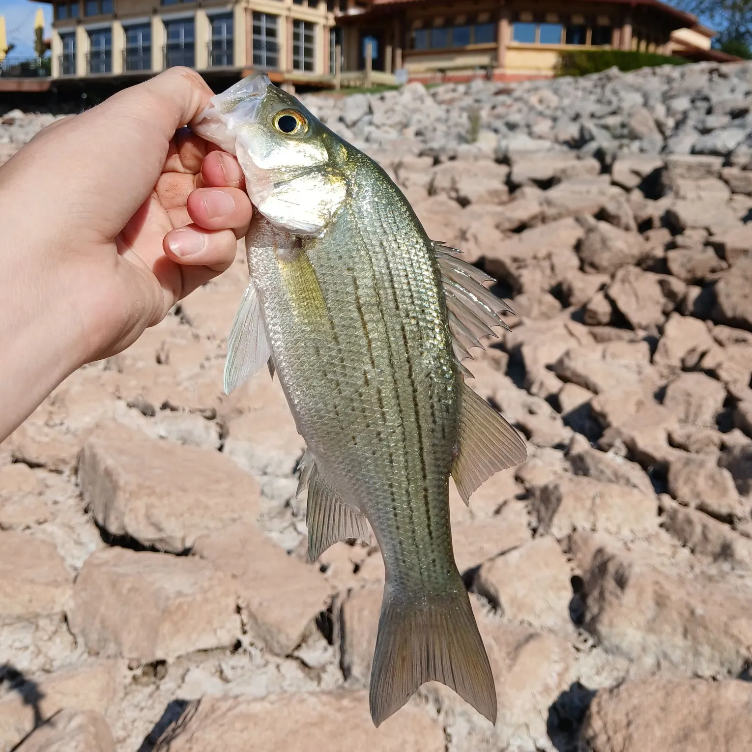 White bass caught on Fishbrain