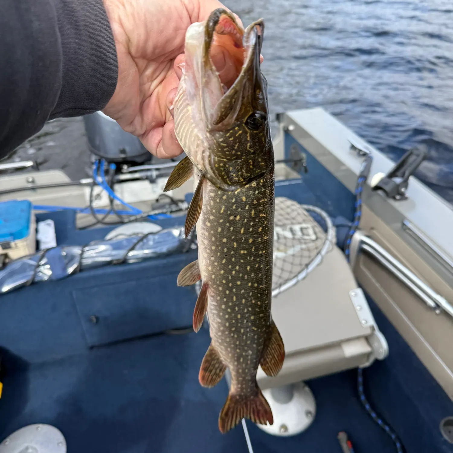 Northern pike caught on Fishbrain
