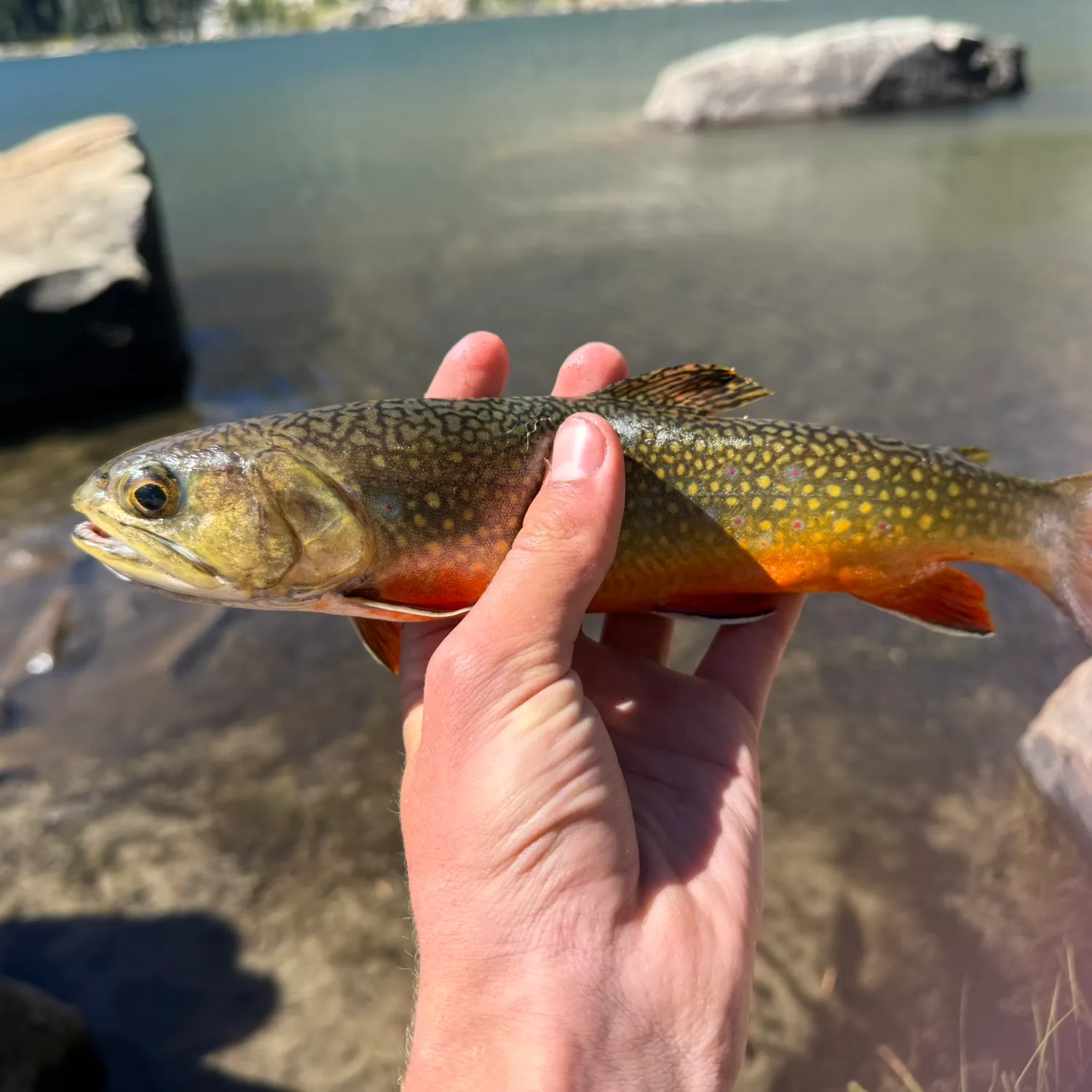 Brook trout caught on Fishbrain