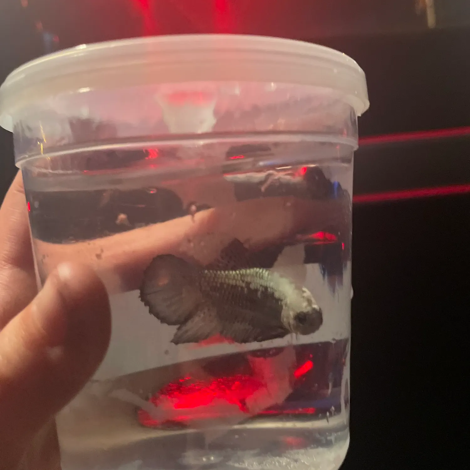 The most recent Siamese fighting fish catches on Fishbrain