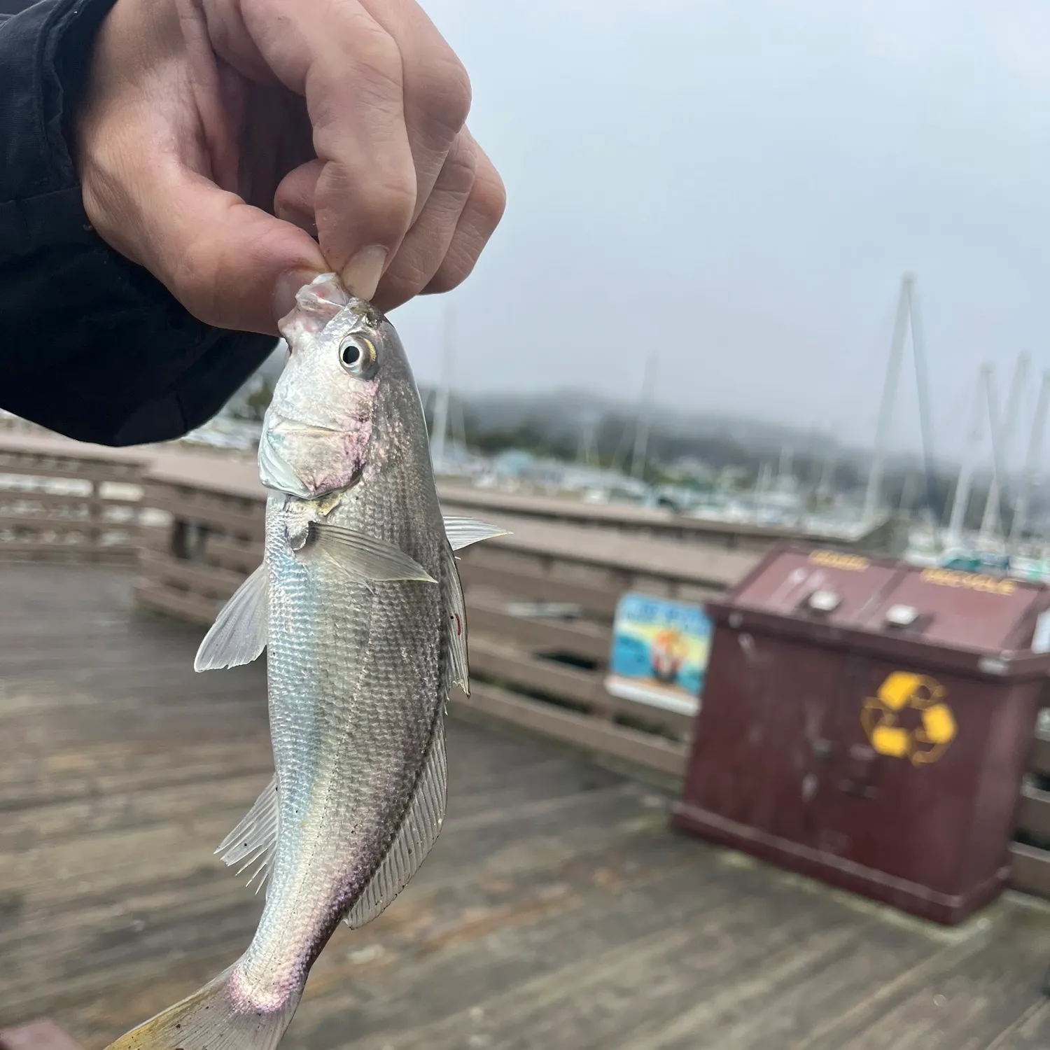 The most recent White croaker catches on Fishbrain