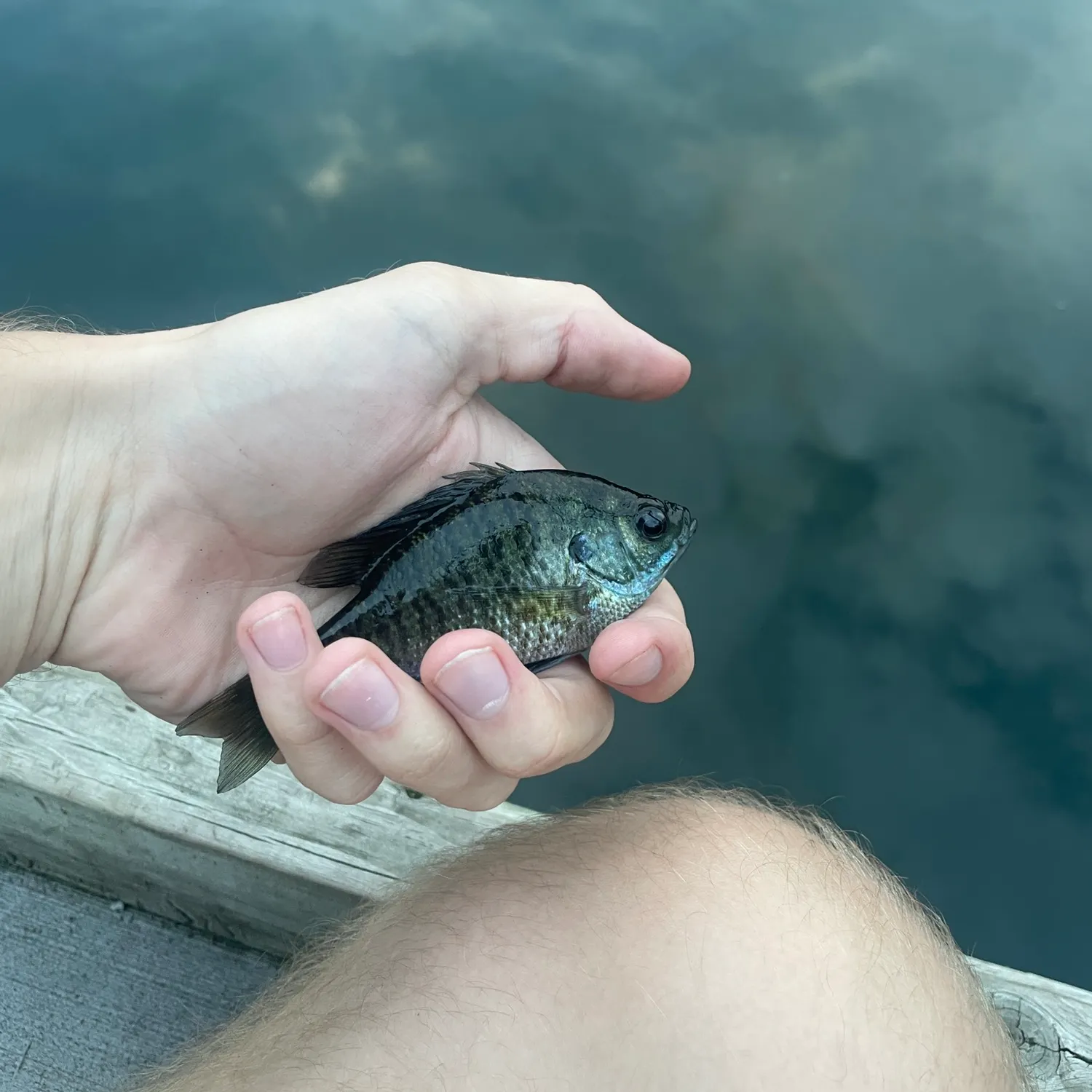 Bluegill caught on Fishbrain