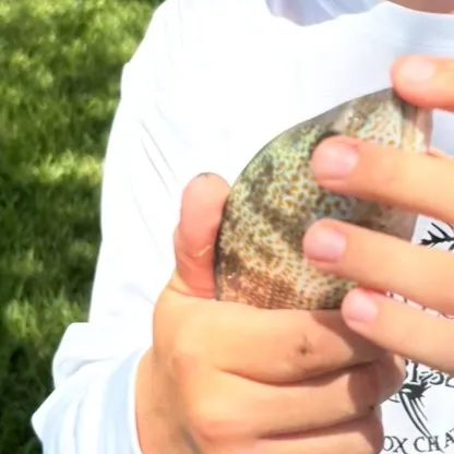 The most recent Pigfish catches on Fishbrain