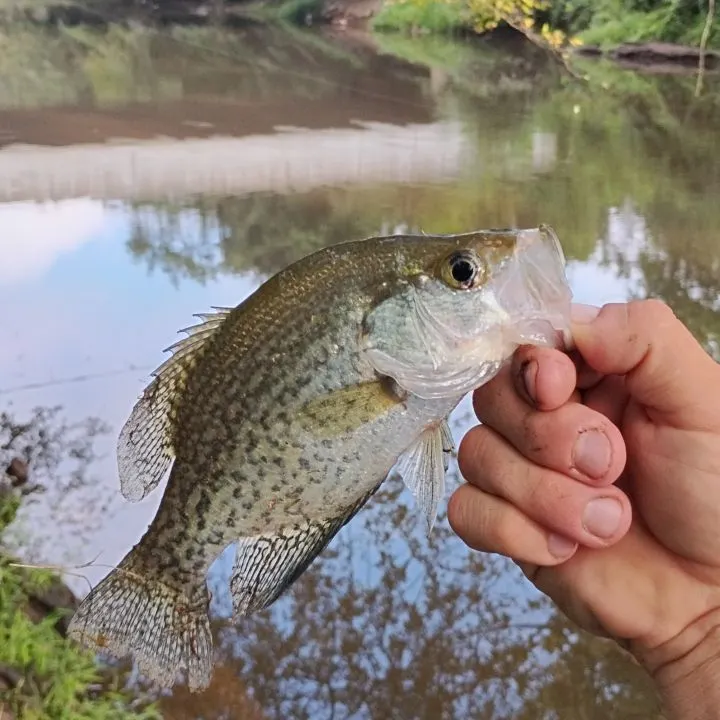 Black crappie caught on Fishbrain