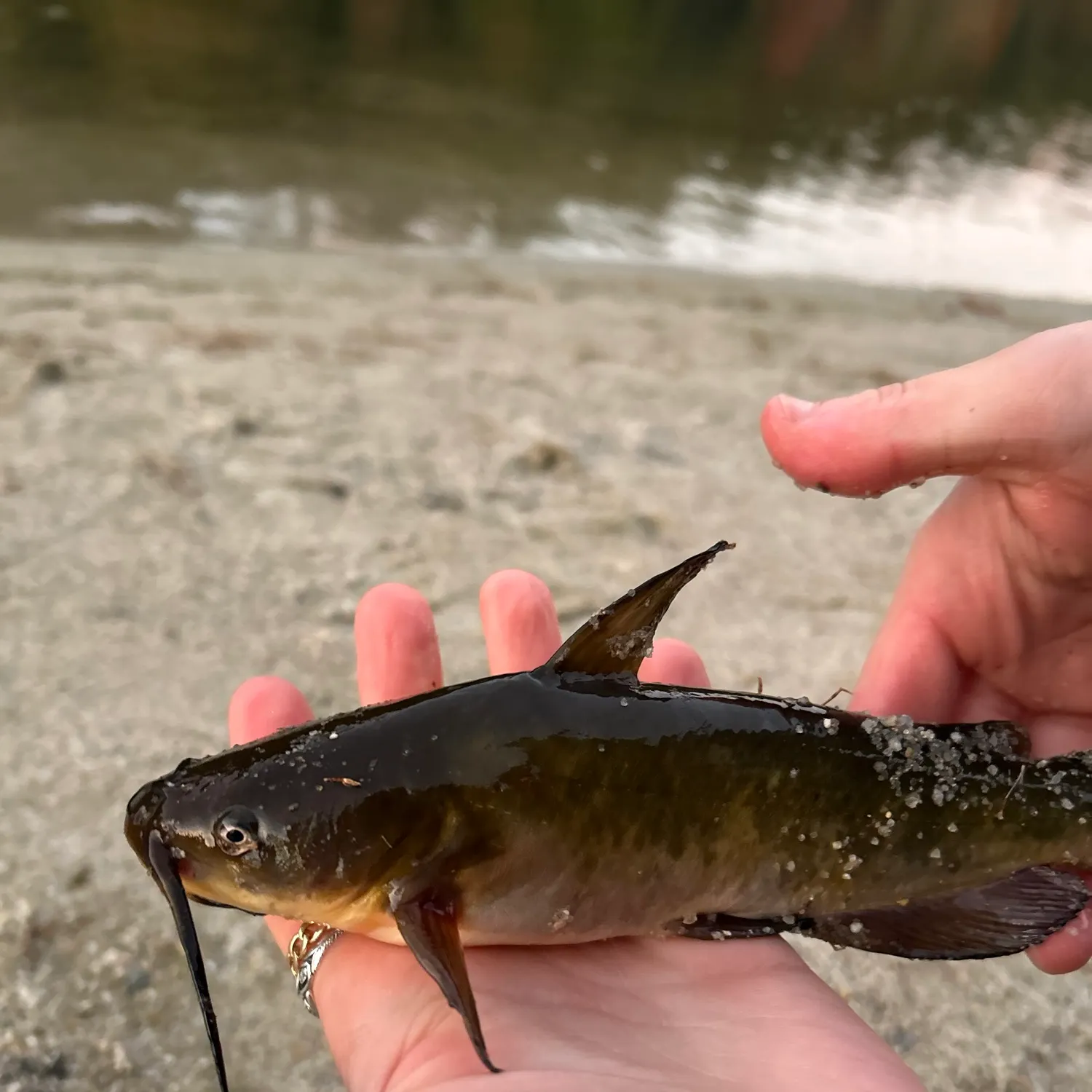 Black bullhead caught on Fishbrain