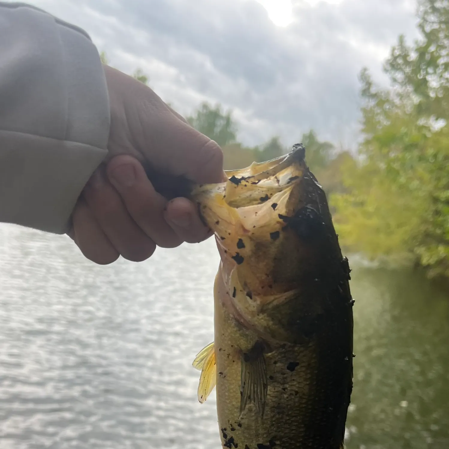 Largemouth bass caught on Fishbrain