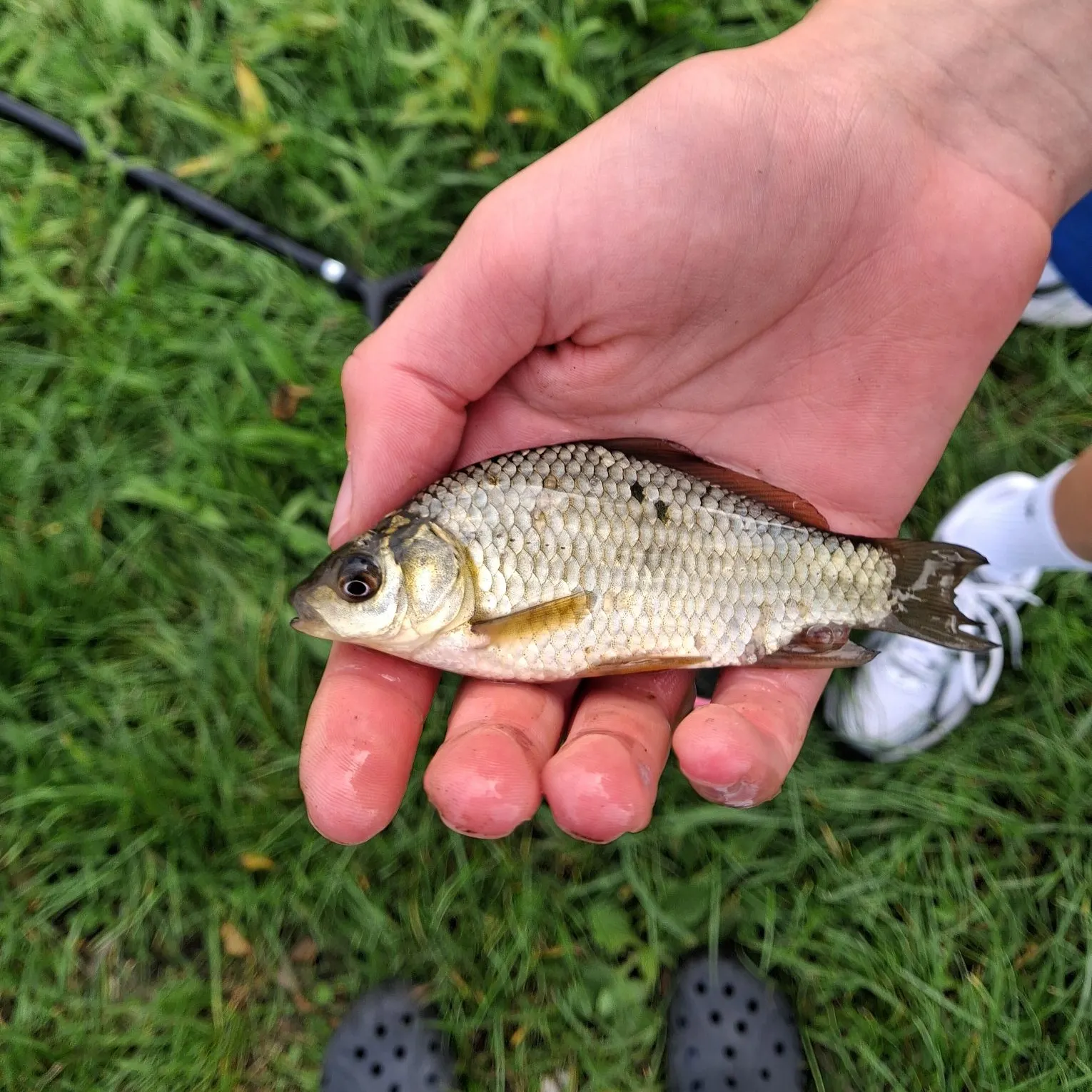 The most recent Crucian carp catches on Fishbrain