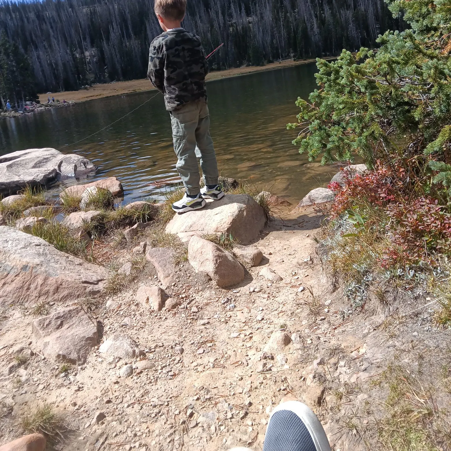 Rainbow trout caught on Fishbrain