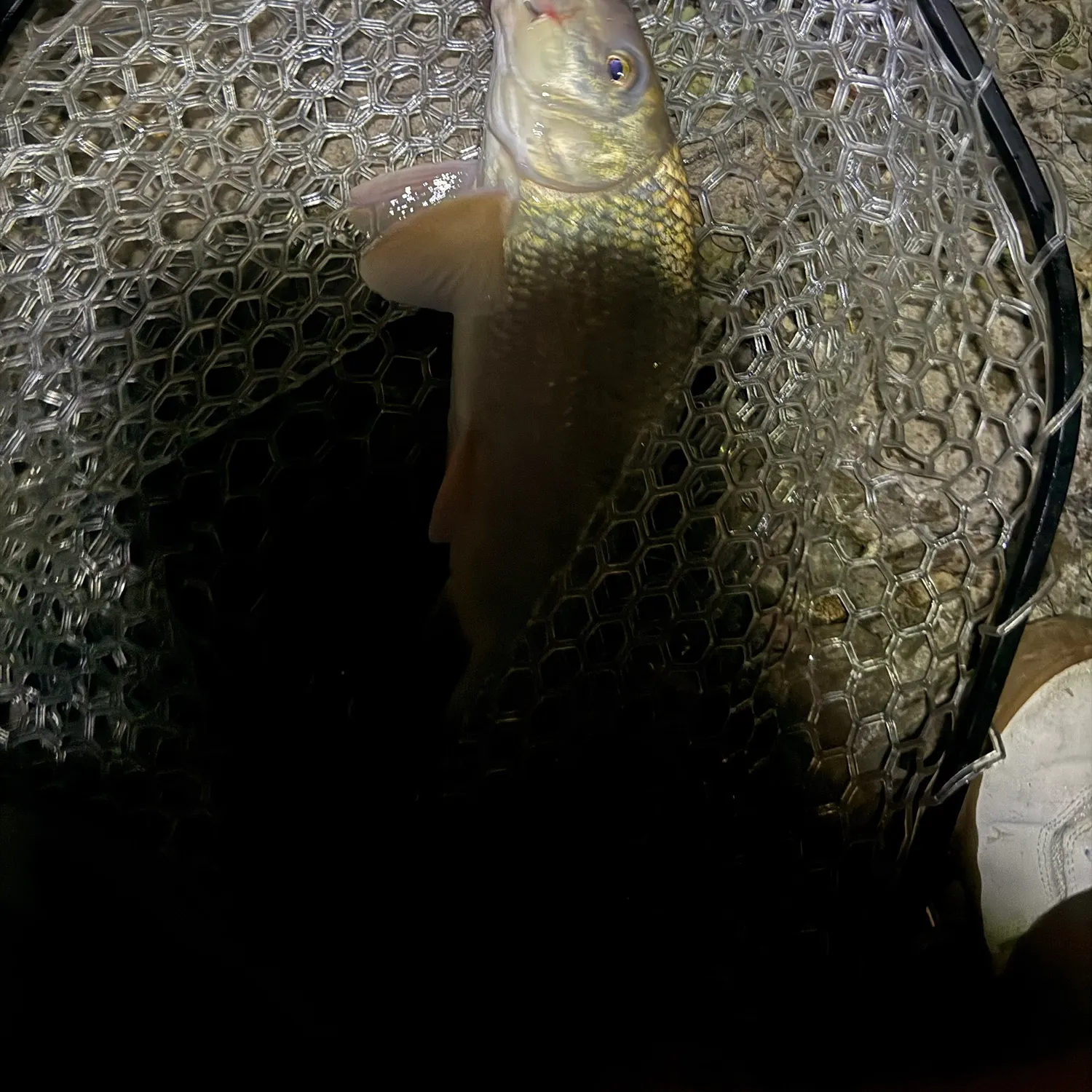 The most recent Silver redhorse catches on Fishbrain