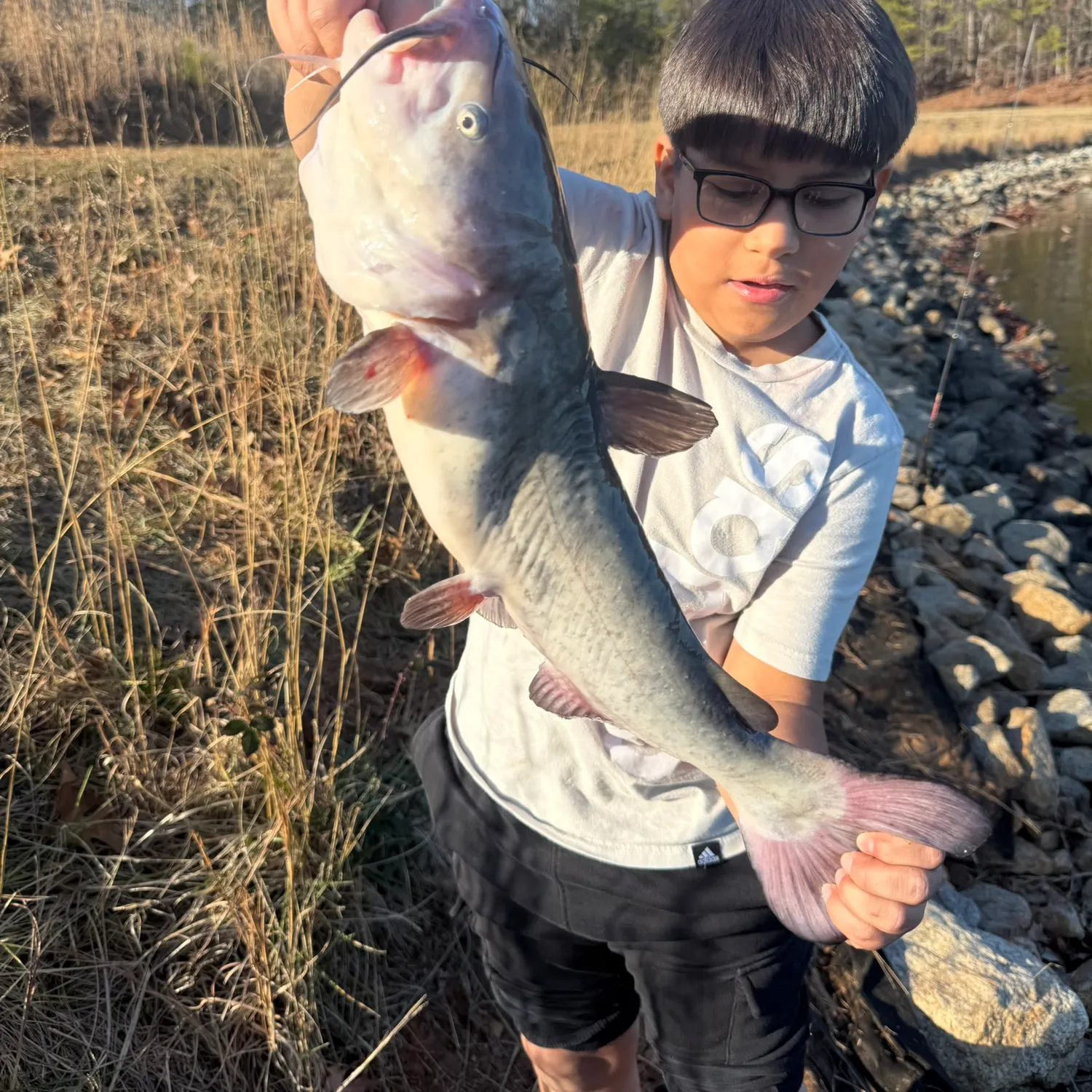 The most recent White bullhead catches on Fishbrain