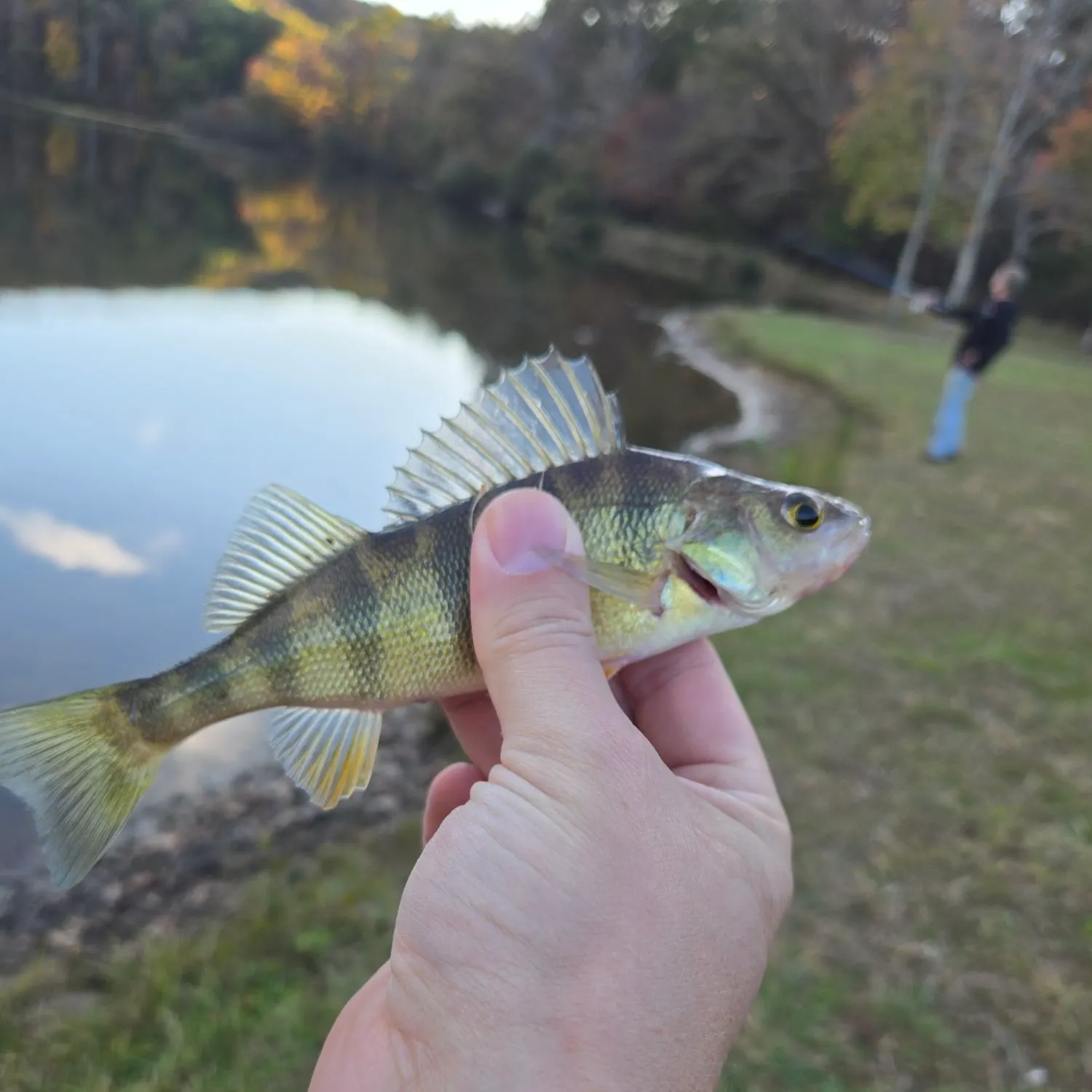 Yellow perch caught on Fishbrain