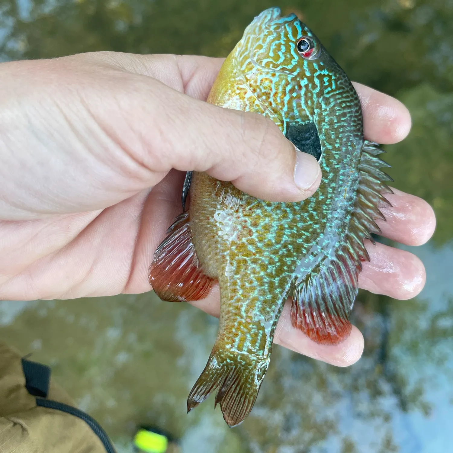 Longear sunfish caught on Fishbrain