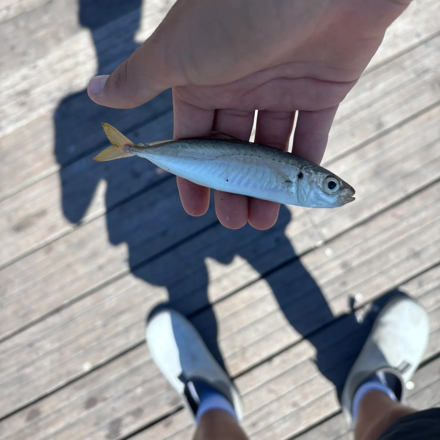 The most recent Round Scad catches on Fishbrain