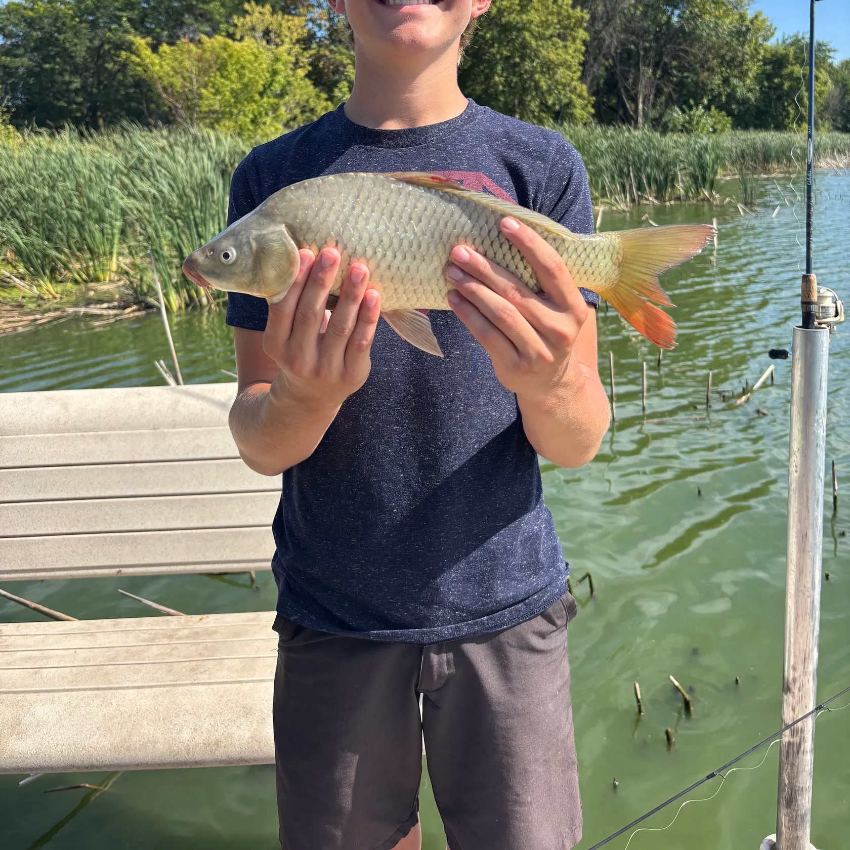 Common carp caught on Fishbrain