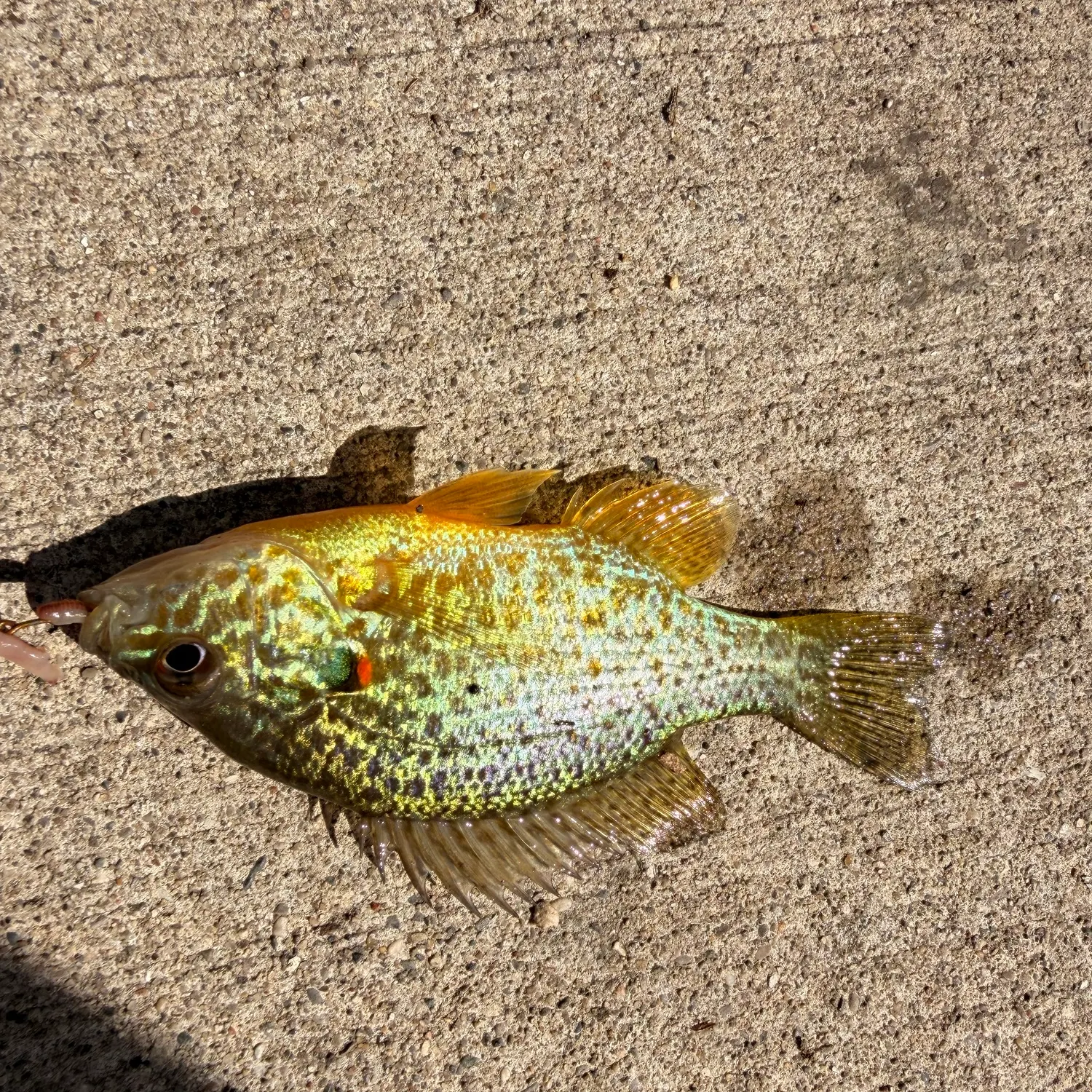 Pumpkinseed caught on Fishbrain