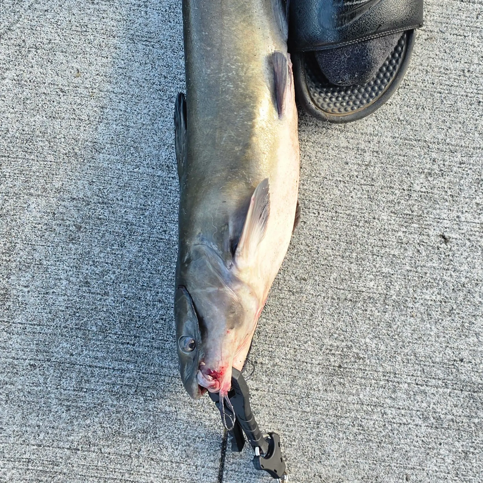 Channel catfish caught on Fishbrain