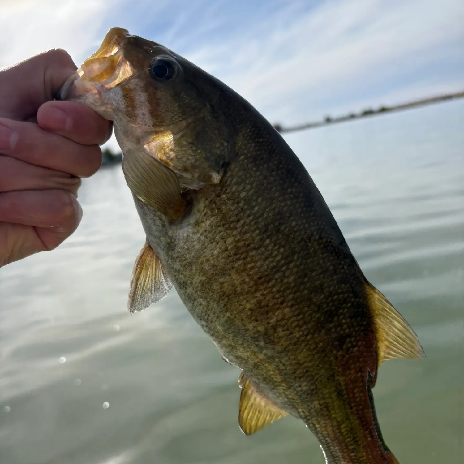 Smallmouth bass caught on Fishbrain