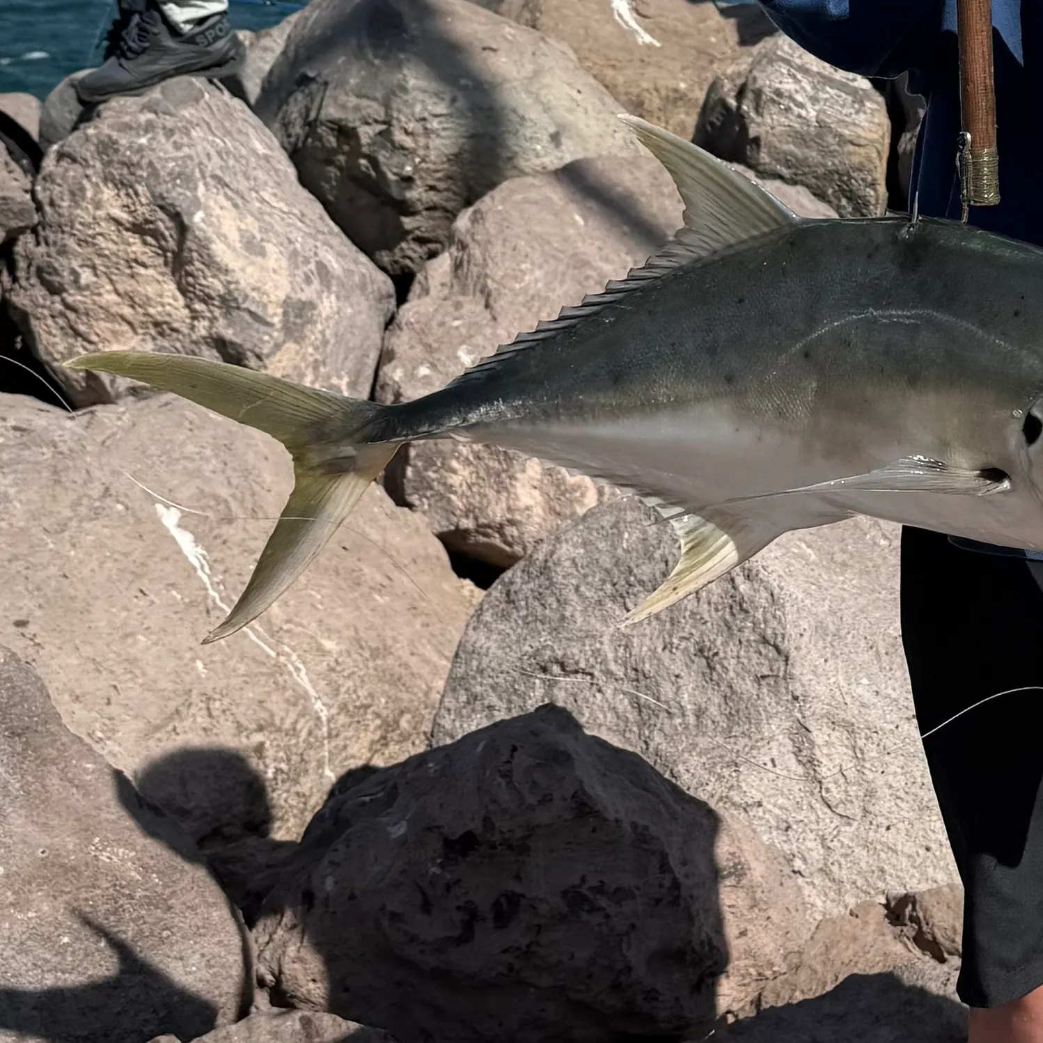 The most recent Pacific crevalle jack catches on Fishbrain