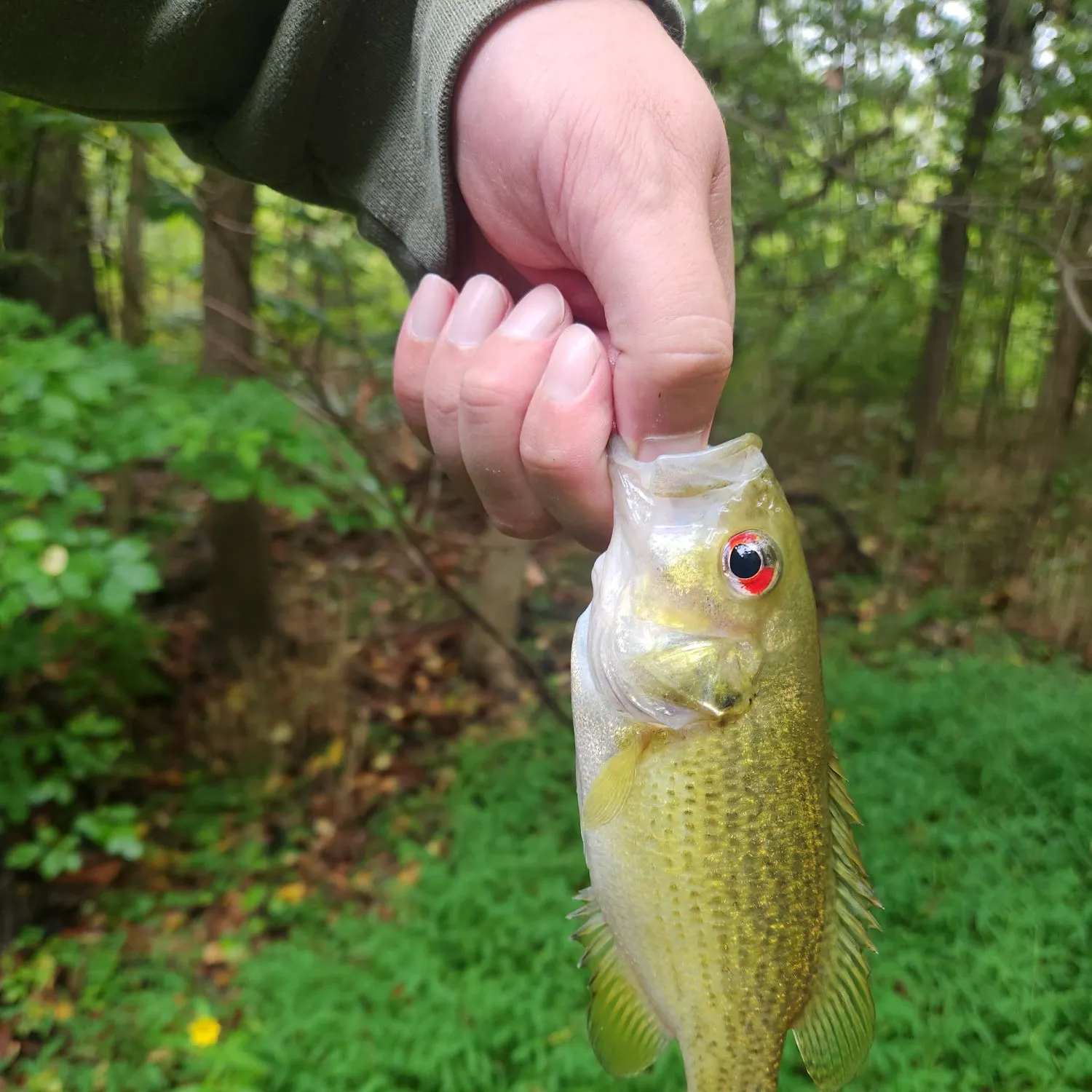 Rock bass caught on Fishbrain