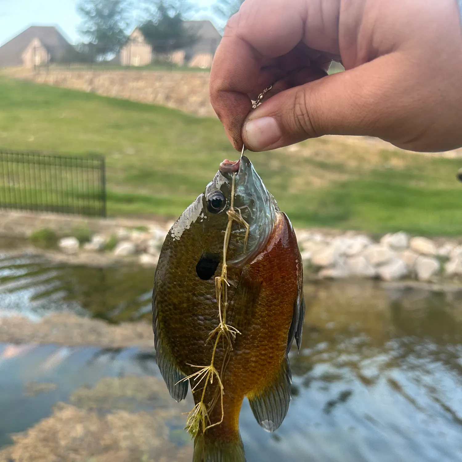 Bluegill caught on Fishbrain