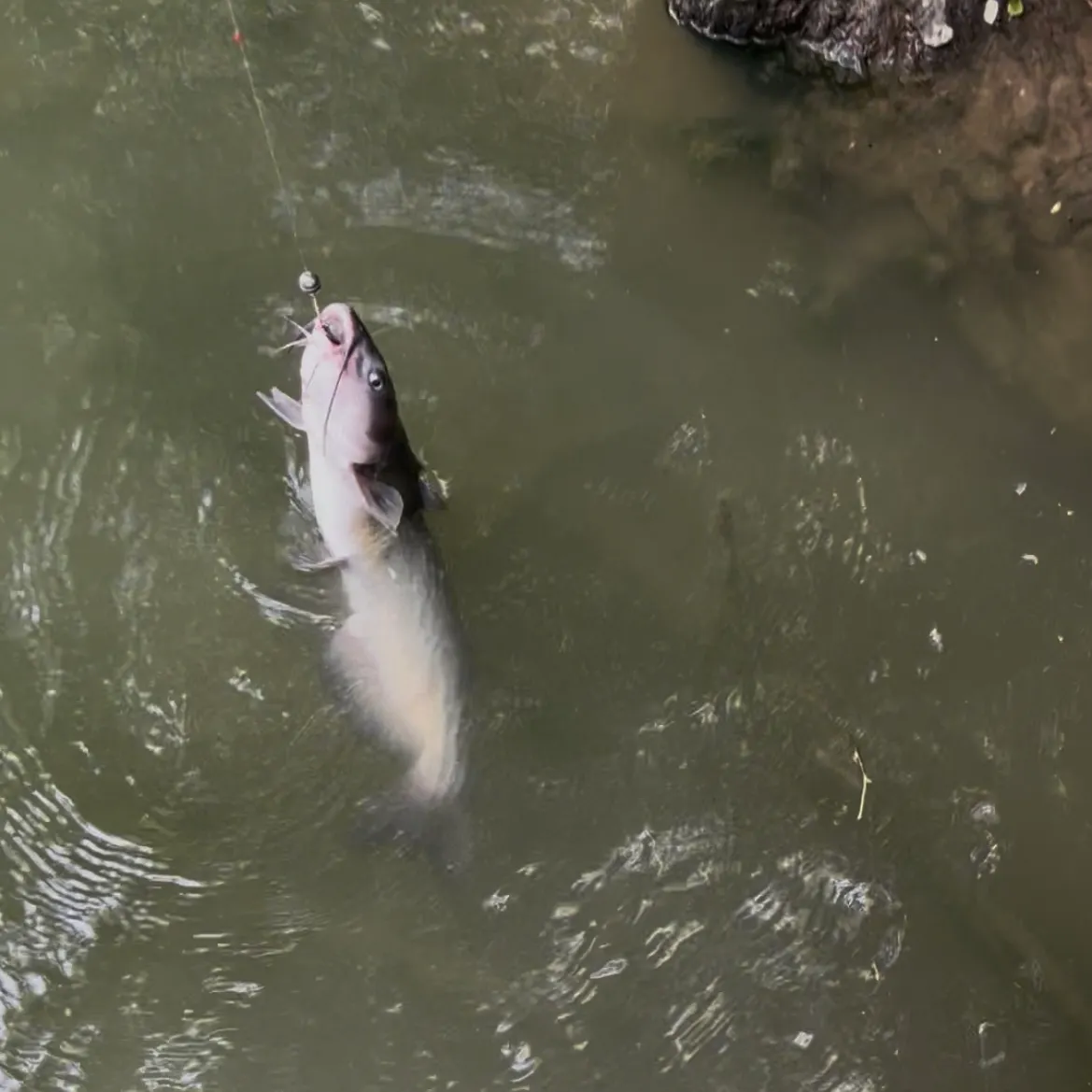 The most recent Channel catfish catches on Fishbrain
