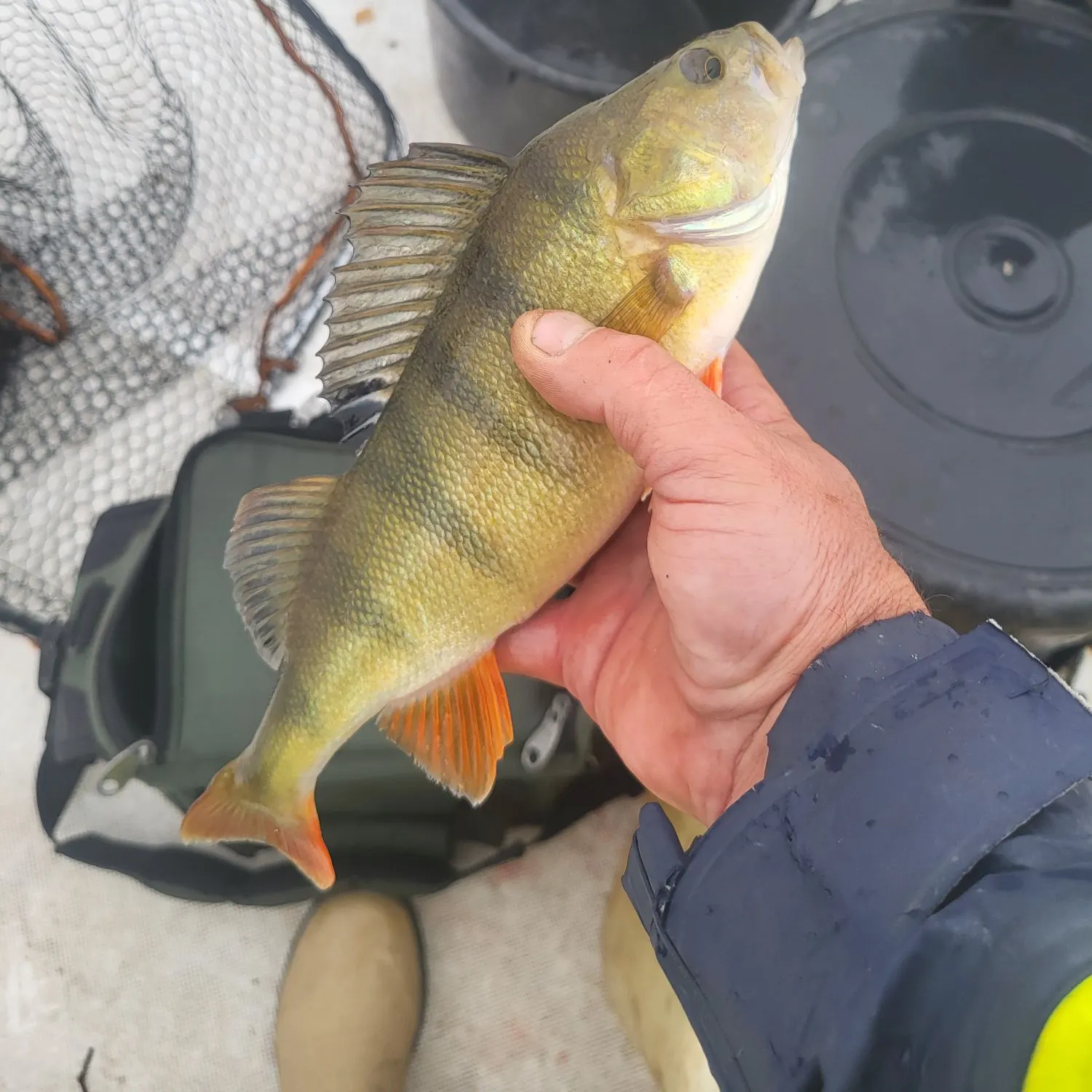 European perch caught on Fishbrain
