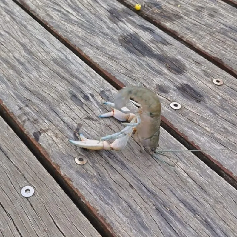 The most recent Common yabby catches on Fishbrain