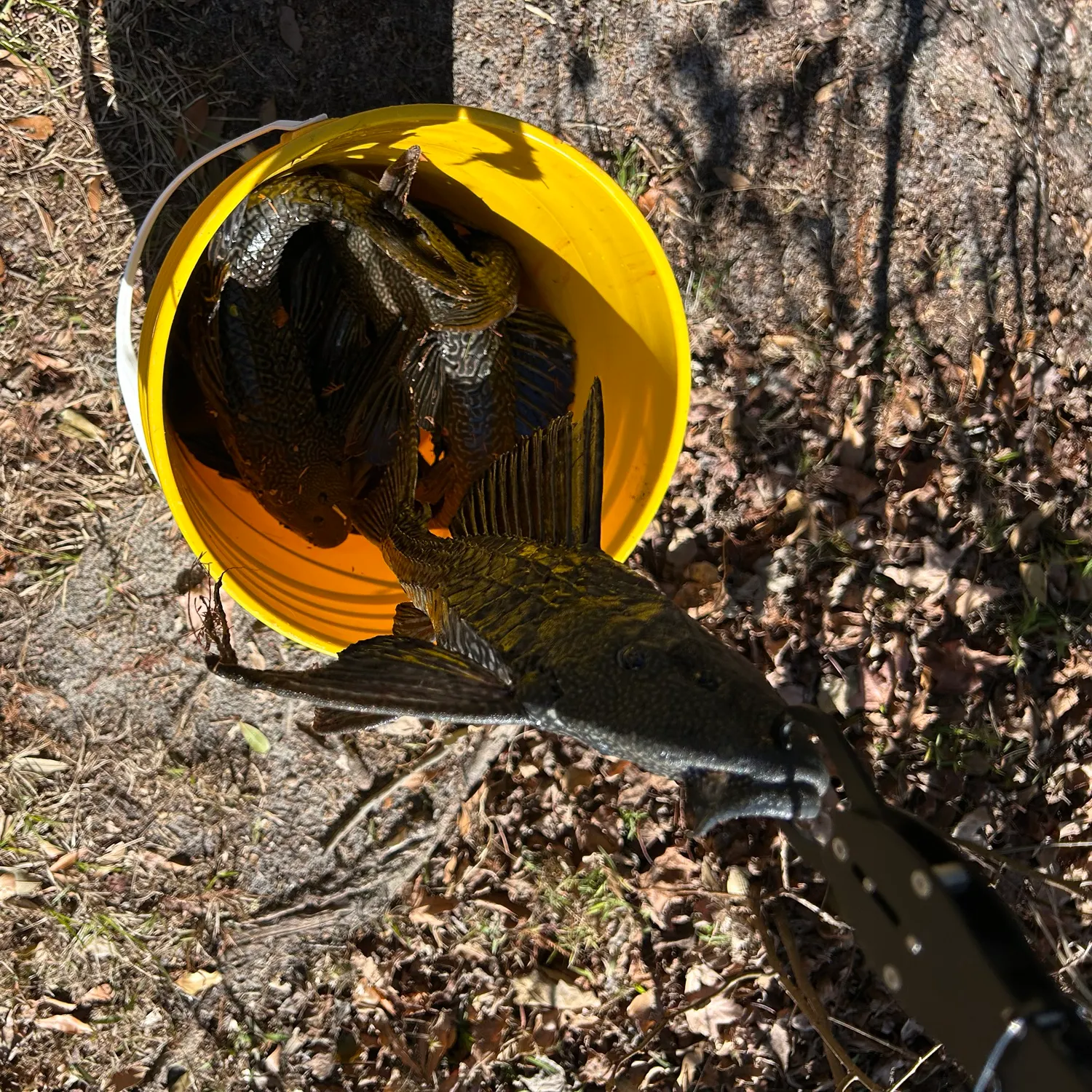 The most recent Suckermouth catfish catches on Fishbrain