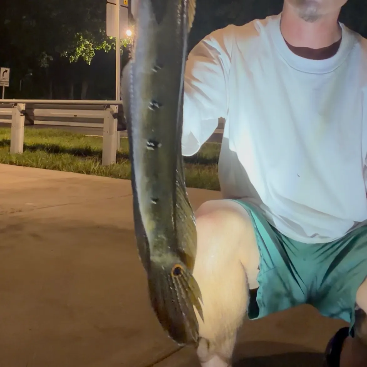The most recent Bullseye snakehead catches on Fishbrain