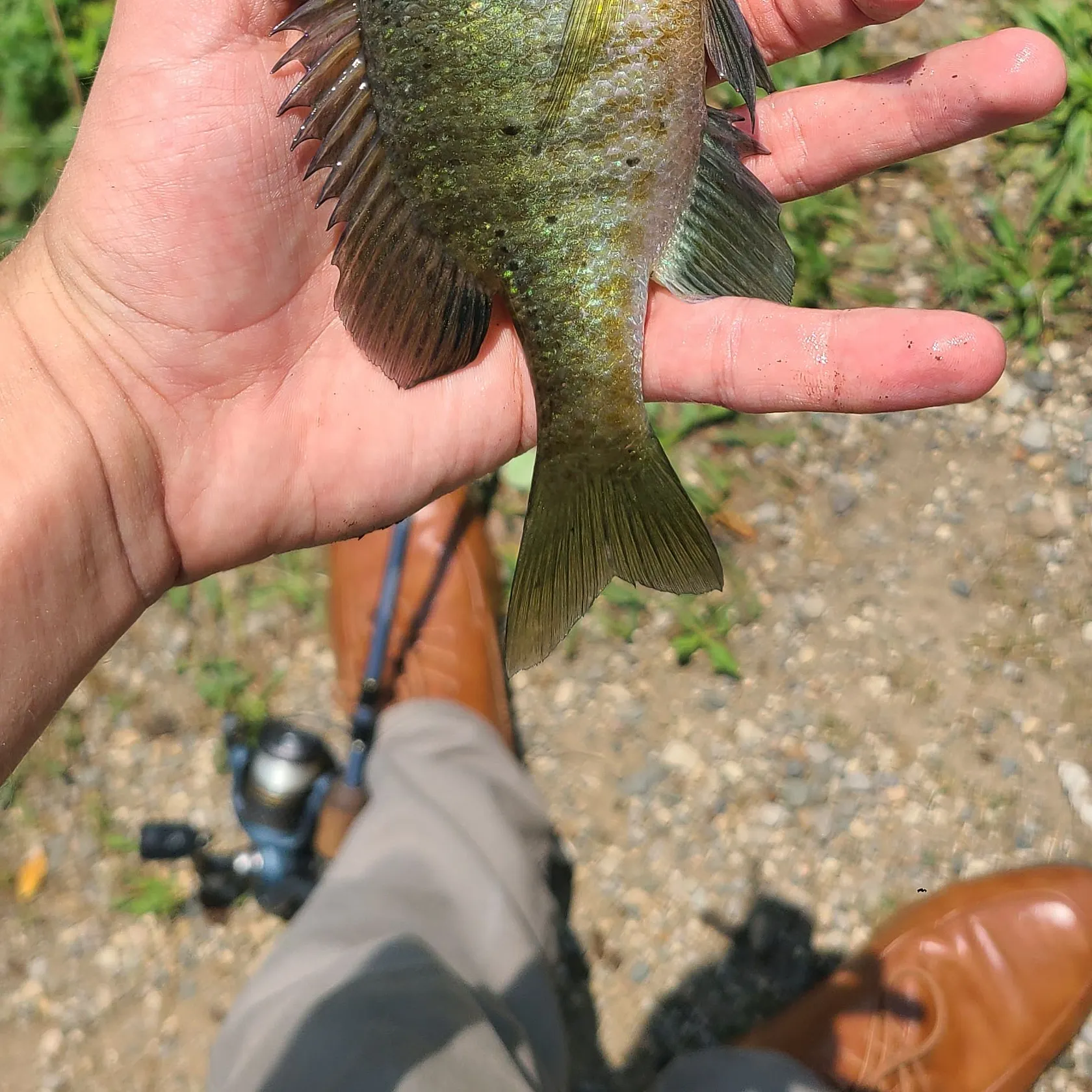 angler catch