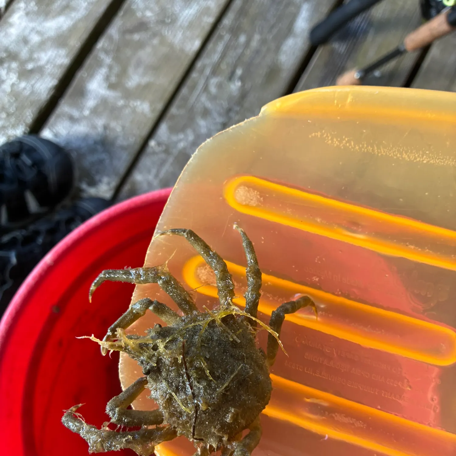 The most recent Sheep crab catches on Fishbrain
