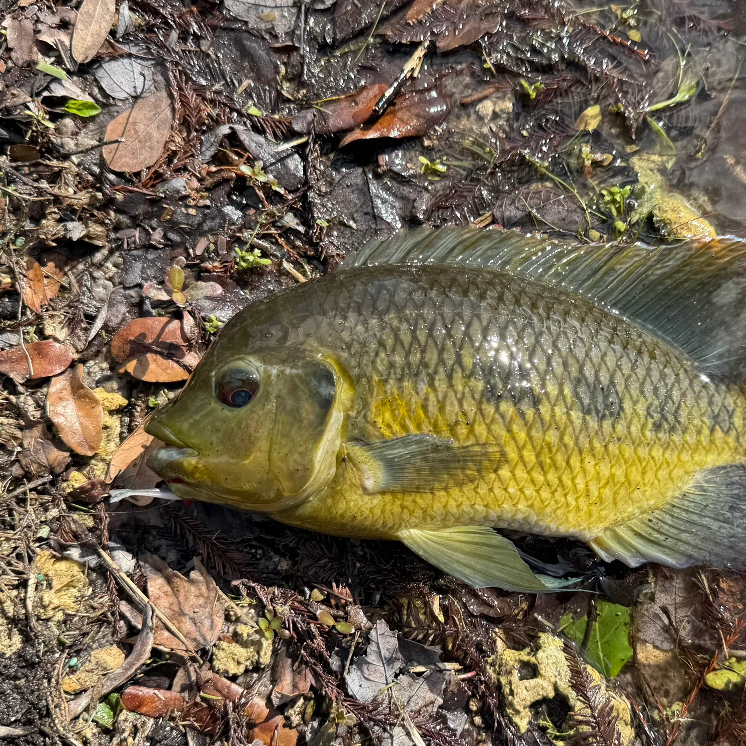The most recent Spotted tilapia catches on Fishbrain