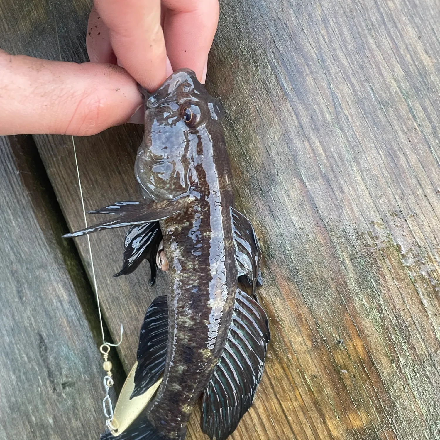 Black goby caught on Fishbrain