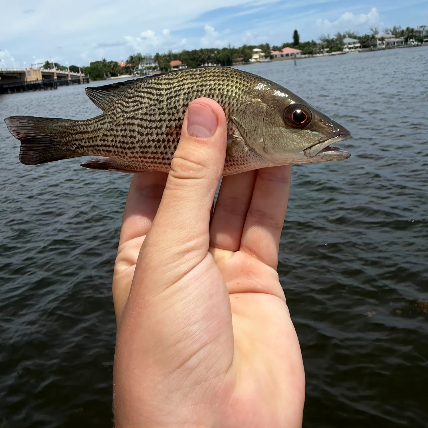 Mangrove snapper caught on Fishbrain